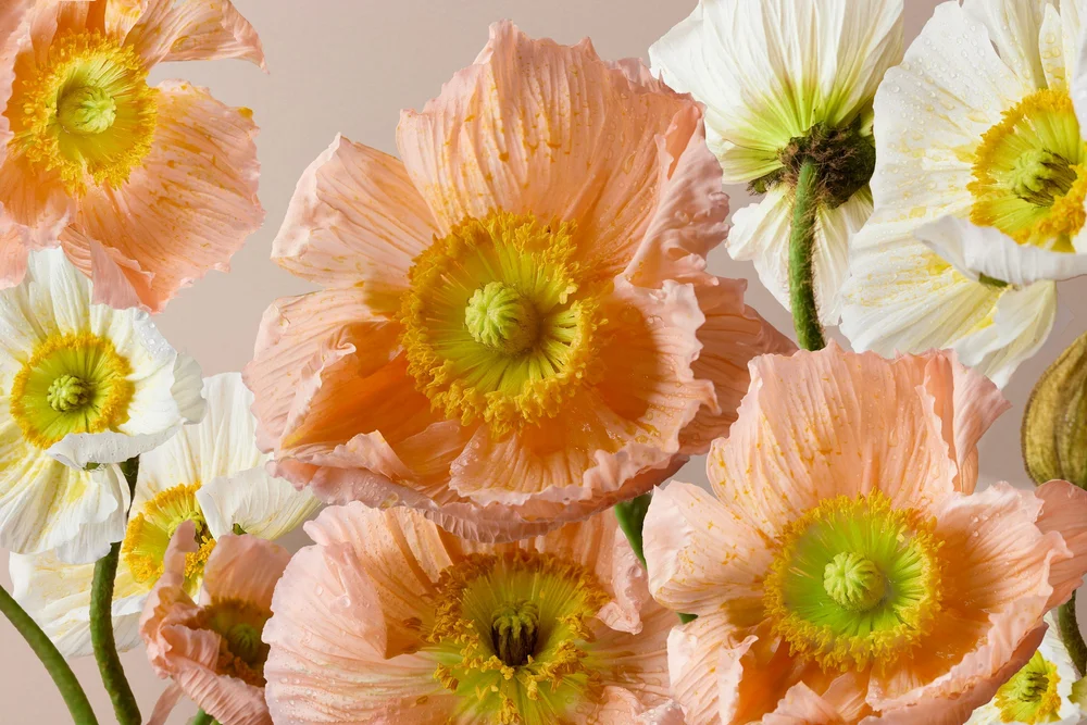 Orange and White Flowers