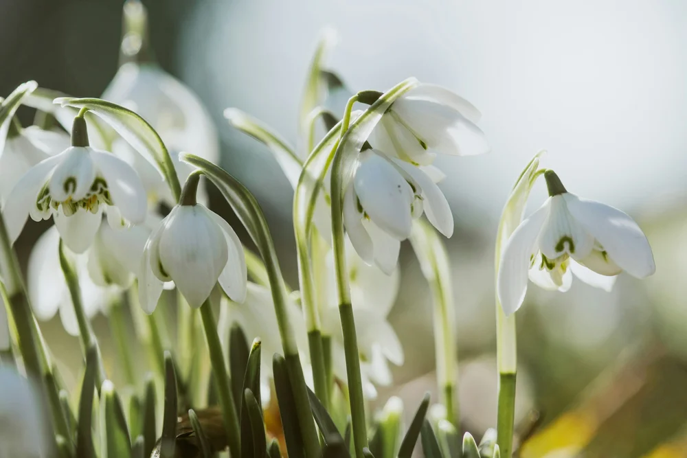 White Flowers