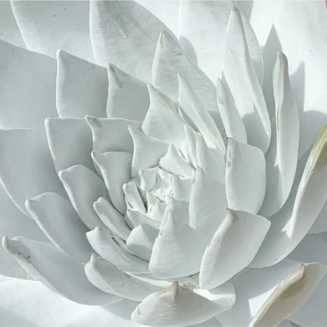White Cactus
